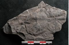 Foto (Detailansicht) von Sphenopteris haidingeri Ettingshausen (NHMW-GEO-2024-0188-10809)